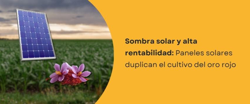 Paneles solares duplican el cultivo del “oro rojo” en Denver